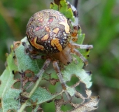 Marmorierte Kreuzspinne W. (Araneus marmoreus)-L. Klasing