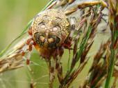 Marmorierte Kreuzspinne W. Araneus marmoreus)-L. Klasing