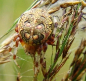 Marmorierte Kreuzspinne W. Araneus marmoreus)-L. Klasing