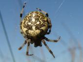 Marmorierte Kreuzspinne W. (Araneus marmoreus)-L. Klasing