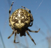 Marmorierte Kreuzspinne W. (Araneus marmoreus)-L. Klasing