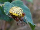 Marmorierte Kreuzspinne W. (Araneus marmoreus)-L. Klasing