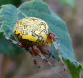 Marmorierte Kreuzspinne W. (Araneus marmoreus)-L. Klasing