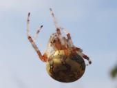 Marmorierte Kreuzspinne W. (Araneus marmoreus)-L. Klasing