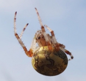 Marmorierte Kreuzspinne W. (Araneus marmoreus)-L. Klasing