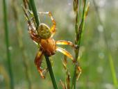 Marmorierte Kreuzspinne M. (Araneus marmoreus)-L. Klasing