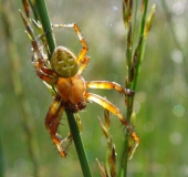 Marmorierte Kreuzspinne M. (Araneus marmoreus)-L. Klasing