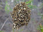 Junge Marmorierte Kreuzspinnen (Araneus marmoreus)-L. Klasing