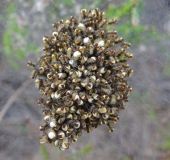 Junge Marmorierte Kreuzspinnen (Araneus marmoreus)-L. Klasing