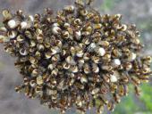 Junge Marmorierte Kreuzspinnen (Araneus marmoreus)-L. Klasing