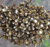 Junge Marmorierte Kreuzspinnen (Araneus marmoreus)-L. Klasing