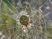 Vierfleck-Kreuzspinne W. (Araneus quadratus)-L. Klasing