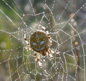 Vierfleck-Kreuzspinne W. (Araneus quadratus)-L. Klasing