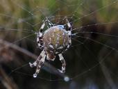 Vierfleck-Kreuzspinne W. (Araneus quadratus)-L. Klasing
