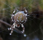 Vierfleck-Kreuzspinne W. (Araneus quadratus)-L. Klasing