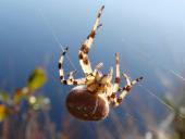 Vierfleck-Kreuzspinne W. (Araneus quadratus)-L. Klasing