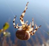 Vierfleck-Kreuzspinne W. (Araneus quadratus)-L. Klasing