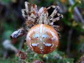 Vierfleck-Kreuzspinne W. (Araneus quadratus)-L. Klasing