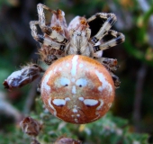 Vierfleck-Kreuzspinne W. (Araneus quadratus)-L. Klasing