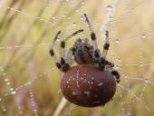 Vierfleck-Kreuzspinne W. (Araneus quadratus)-L. Klasing