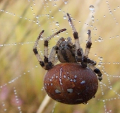 Vierfleck-Kreuzspinne W. (Araneus quadratus)-L. Klasing