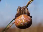 Vierfleck-Kreuzspinne W. (Araneus quadratus)-L. Klasing