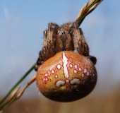 Vierfleck-Kreuzspinne W. (Araneus quadratus)-L. Klasing