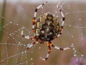 Vierfleck-Kreuzspinne W. (Araneus quadratus)-L. Klasing