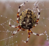 Vierfleck-Kreuzspinne W. (Araneus quadratus)-L. Klasing