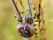 Vierfleck-Kreuzspinne W. (Araneus quadratus)-L. Klasing