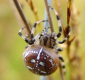 Vierfleck-Kreuzspinne W. (Araneus quadratus)-L. Klasing