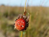 Vierfleck-Kreuzspinne . (Araneus quadratus)-L. Klasing