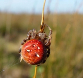 Vierfleck-Kreuzspinne . (Araneus quadratus)-L. Klasing