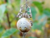 Vierfleck-Kreuzspinne W. (Araneus quadratus)-L. Klasing