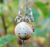 Vierfleck-Kreuzspinne W. (Araneus quadratus)-L. Klasing