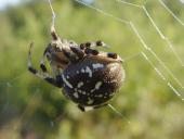 Vierfleck-Kreuzspinne (Araneus quadratus)-L. Klasing