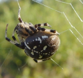 Vierfleck-Kreuzspinne (Araneus quadratus)-L. Klasing