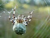 Vierfleck-Kreuzspinne W. (Araneus quadratus)-L. Klasing
