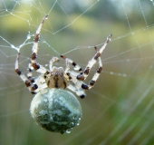 Vierfleck-Kreuzspinne W. (Araneus quadratus)-L. Klasing