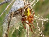 Vierfleck-Kreuzspinne m. (Araneus quadratus)-L. Klasing