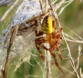 Vierfleck-Kreuzspinne m. (Araneus quadratus)-L. Klasing