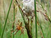 Besuch v. Männchen: Vierfleck-Kreuzspinne (Araneus quadratus)-L. Klasing