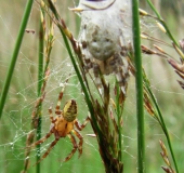 Besuch v. Männchen: Vierfleck-Kreuzspinne (Araneus quadratus)-L. Klasing