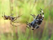 Paarung: Vierfleck-Kreuzspinne (Araneus quadratus)-L. Klasing