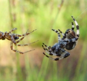 Paarung: Vierfleck-Kreuzspinne (Araneus quadratus)-L. Klasing