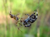 Paarung: Vierfleck-Kreuzspinne (Araneus quadratus)-L. Klasing