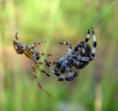 Paarung: Vierfleck-Kreuzspinne (Araneus quadratus)-L. Klasing