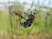 Paarung: Vierfleck-Kreuzspinne (Araneus quadratus)-L. Klasing