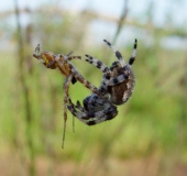 Paarung: Vierfleck-Kreuzspinne (Araneus quadratus)-L. Klasing