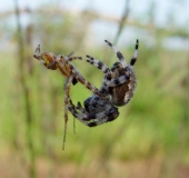 Paarung: Vierfleck-Kreuzspinne (Araneus quadratus)-L. Klasing